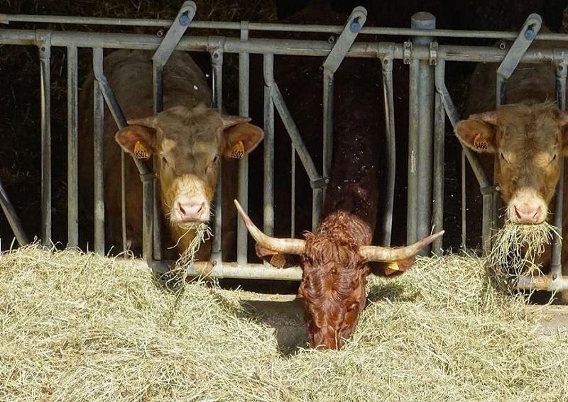 La farine à base de sang de bœufs pour nourrir des animaux