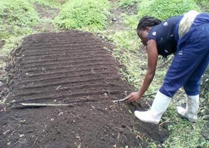 Au Nord-Kivu, une jeune agronome nourrit les villages en guerre