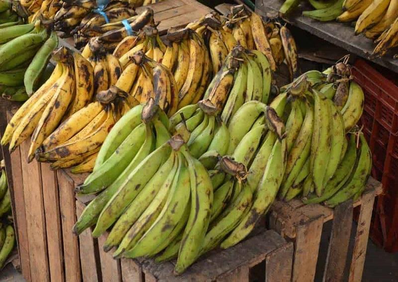 Banane-plantain: du fruit à la farine