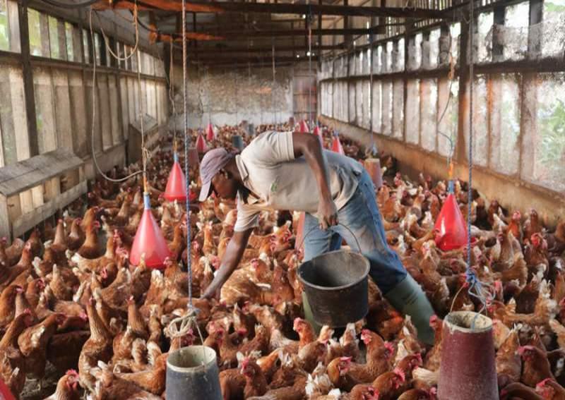 Bill Gates a-t-il promis d’offrir 100 000 poulets à l’Afrique?