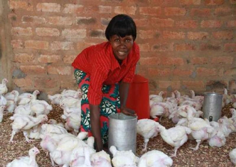 RCA : à Bangui, des femmes ravitaillent les marchés en poulets de chair