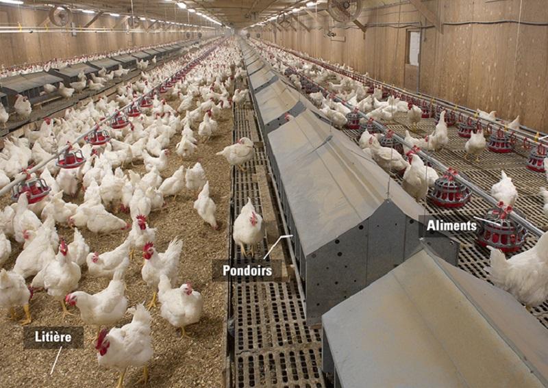 Réussir l’élevage des poulets de chair: recevoir et chauffer les poussins(2)