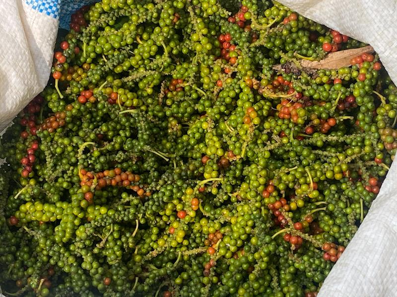 Récolte du poivre blanc de Penja au Cameroun