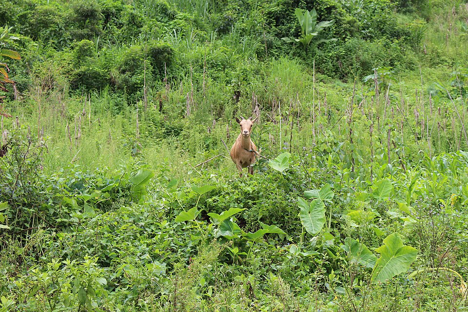 In the North-West region of Cameroon, armed conflict is the primary driver of farmland abandonment