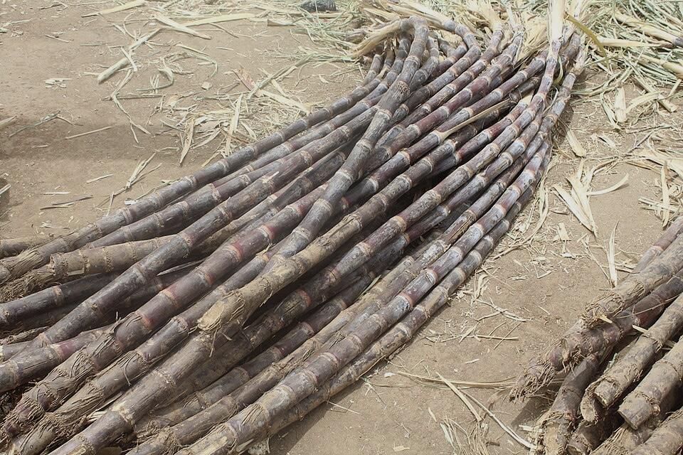 La production de la canne à sucre piétine à l’Est du Cameroun