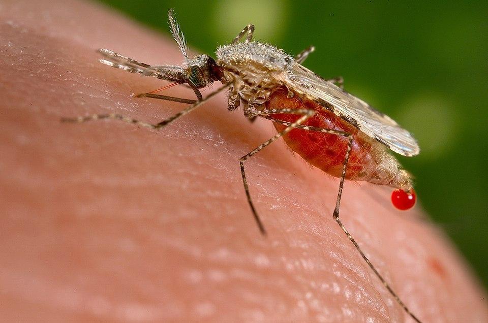 In DRC, Dr. ViVi Maketa fights against malaria and Mpox