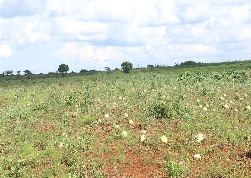 A l’Extrême-nord du Cameroun, un ingénieur agronome spécialiste des pastèques