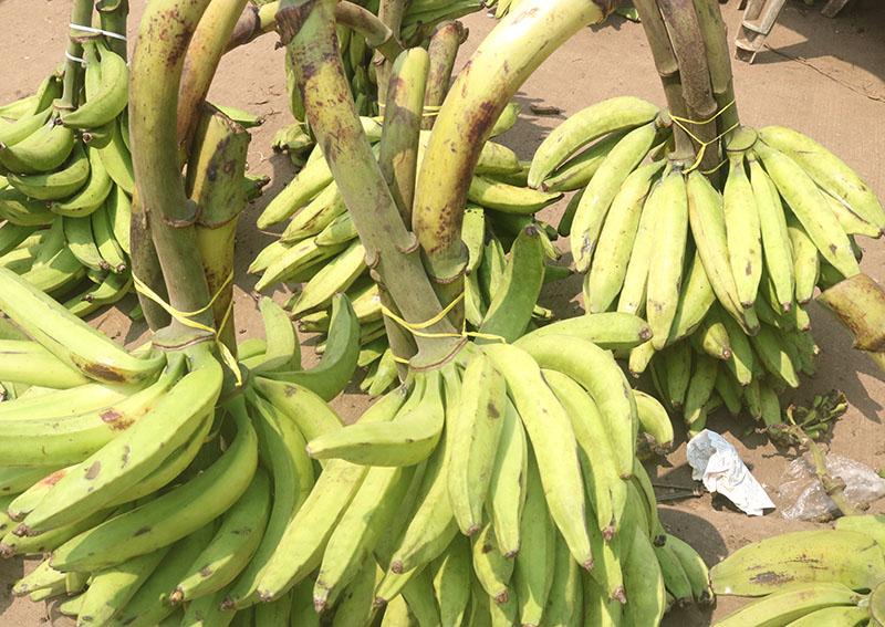 A l’Est du Cameroun, le mauvais état des routes ruine les producteurs de banane-plantain