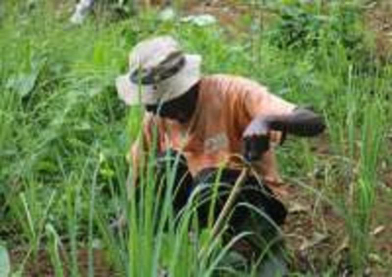 Au Cameroun, l’agriculture n’attire pas les assureurs