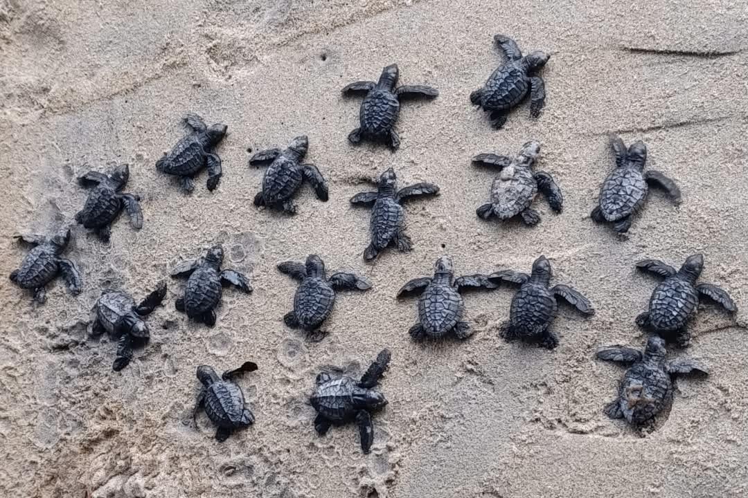 3302 bébés tortues secourus au Cameroun