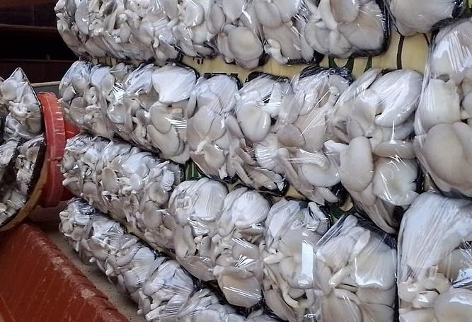 Arnaud Etoundi, un myciculteur millionnaire