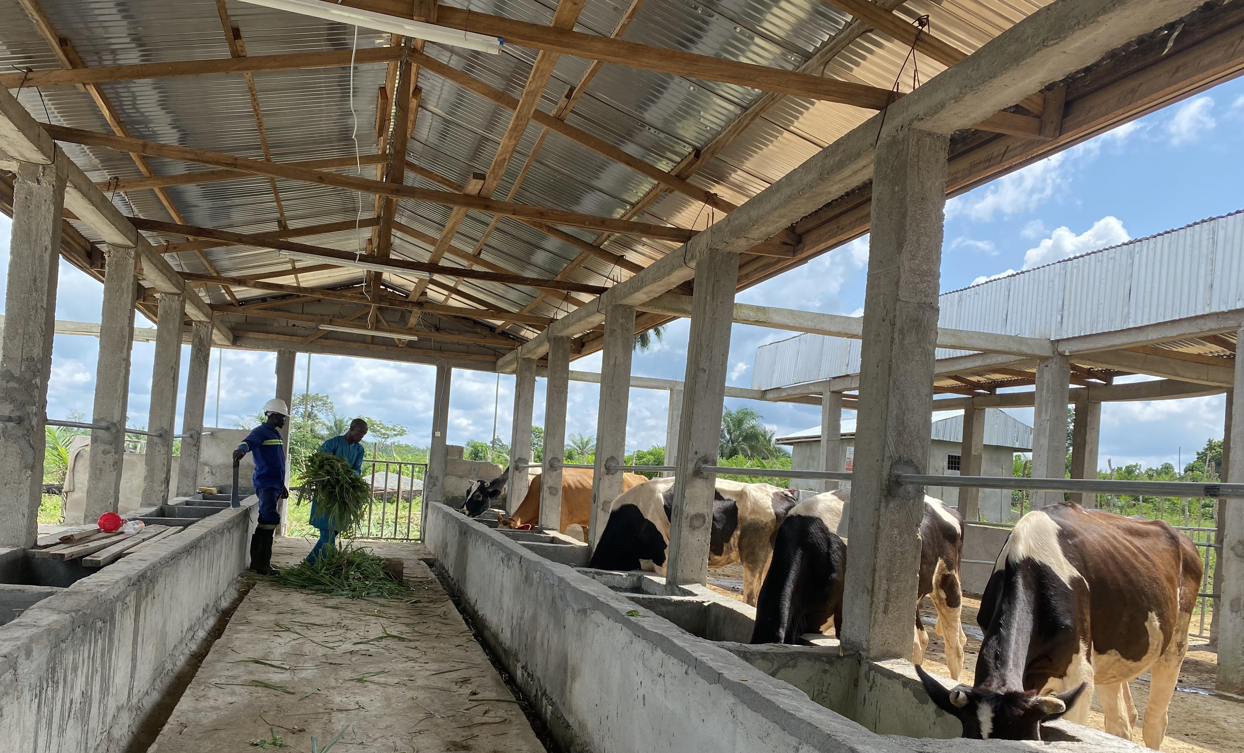 De deux à plus de neuf vaches: millionnaire grâce au lait