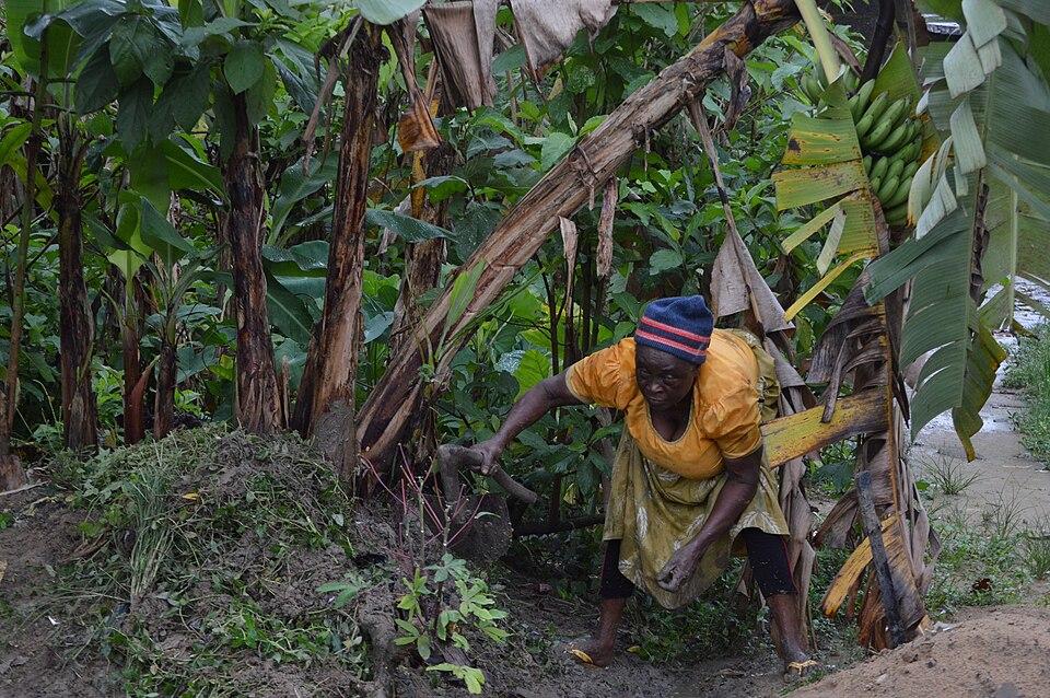 How agricultural commercialization improves women’s diets in Cameroon