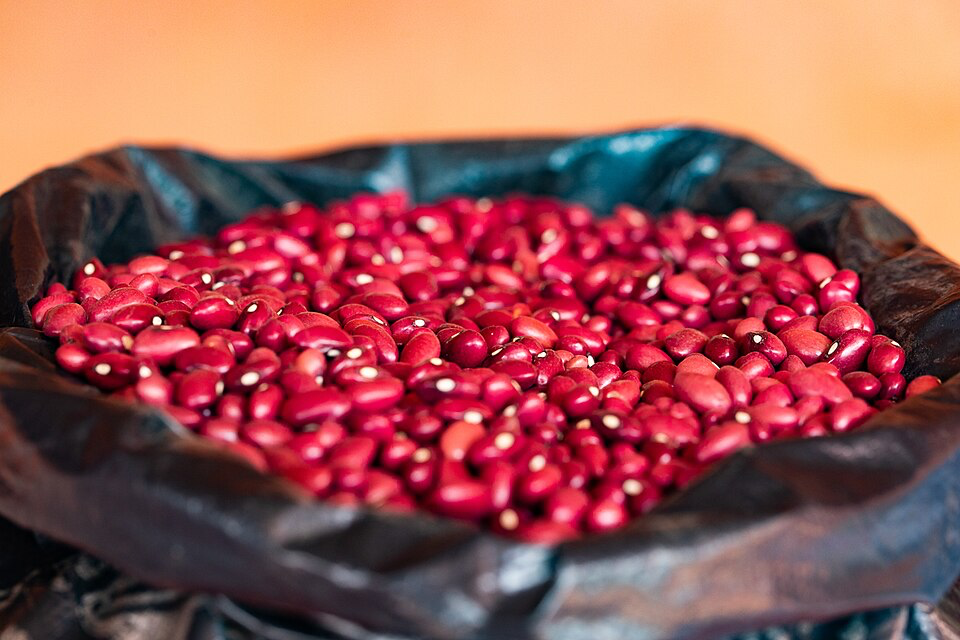 A l’Ouest du Cameroun, les dérèglements climatiques affectent les producteurs de haricot