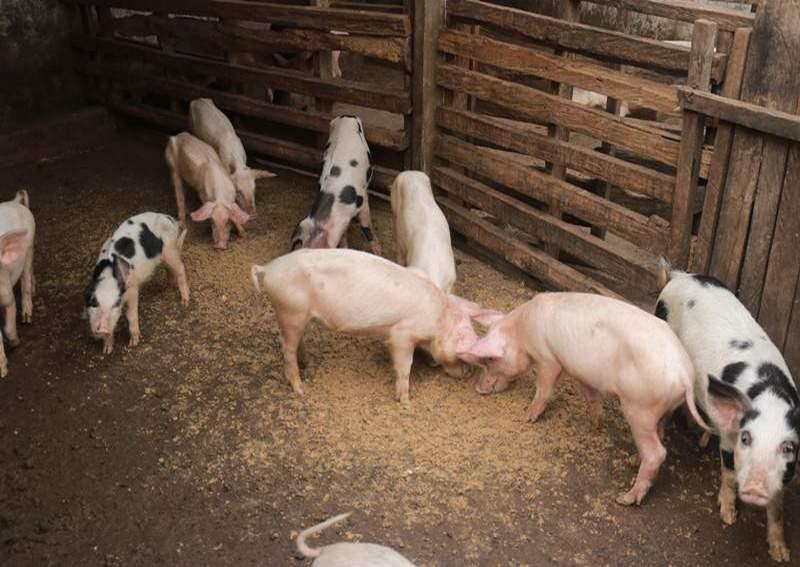 « Je gagne 500 000 Francs Cfa par an »: à l’ouest du Cameroun, des enseignants arrondissent leurs fins de mois grâce à l’élevage de porcs