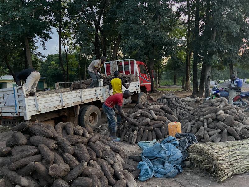 Cameroun : homme d’affaires grâce à la culture d’igname
