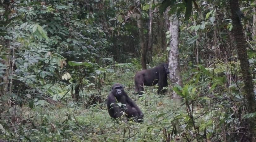 In Cameroon, the ‘conflictual’ relation between the  Campo Ma'an National Park and the populations