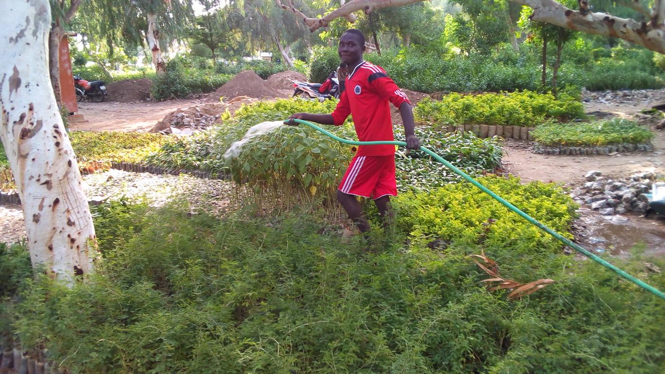 Face au chômage, des jeunes se lancent dans la pépinière d’arbres fruitiers bio