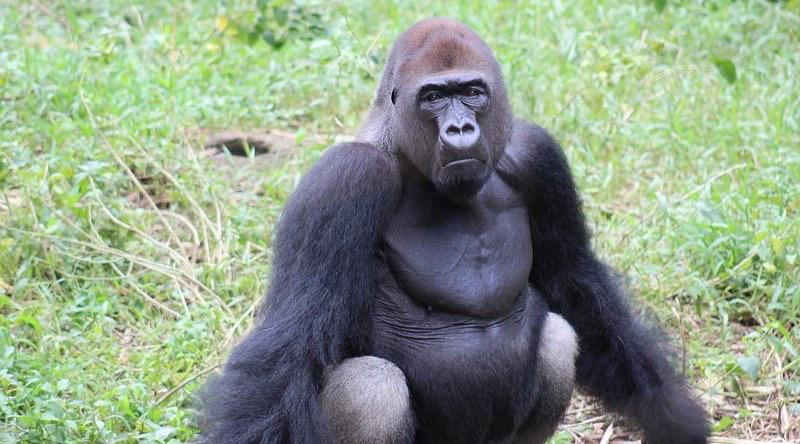 Au Cameroun,  la seconde vie des animaux arrachés aux braconniers