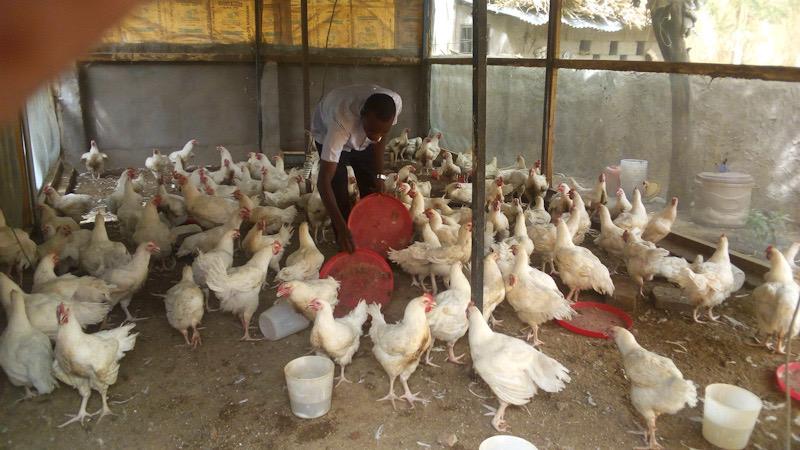Un jeune tchadien élève des poussins abandonnés par les éleveurs