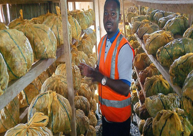 A l’Est du Cameroun, un technicien agricole vulgarise la culture des champignons