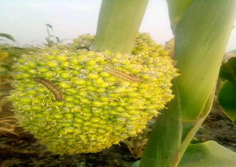 Au nord du Cameroun, le spectre de l’insécurité alimentaire plane