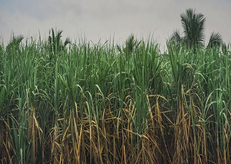 La production de la canne à sucre piétine à l’Est du Cameroun