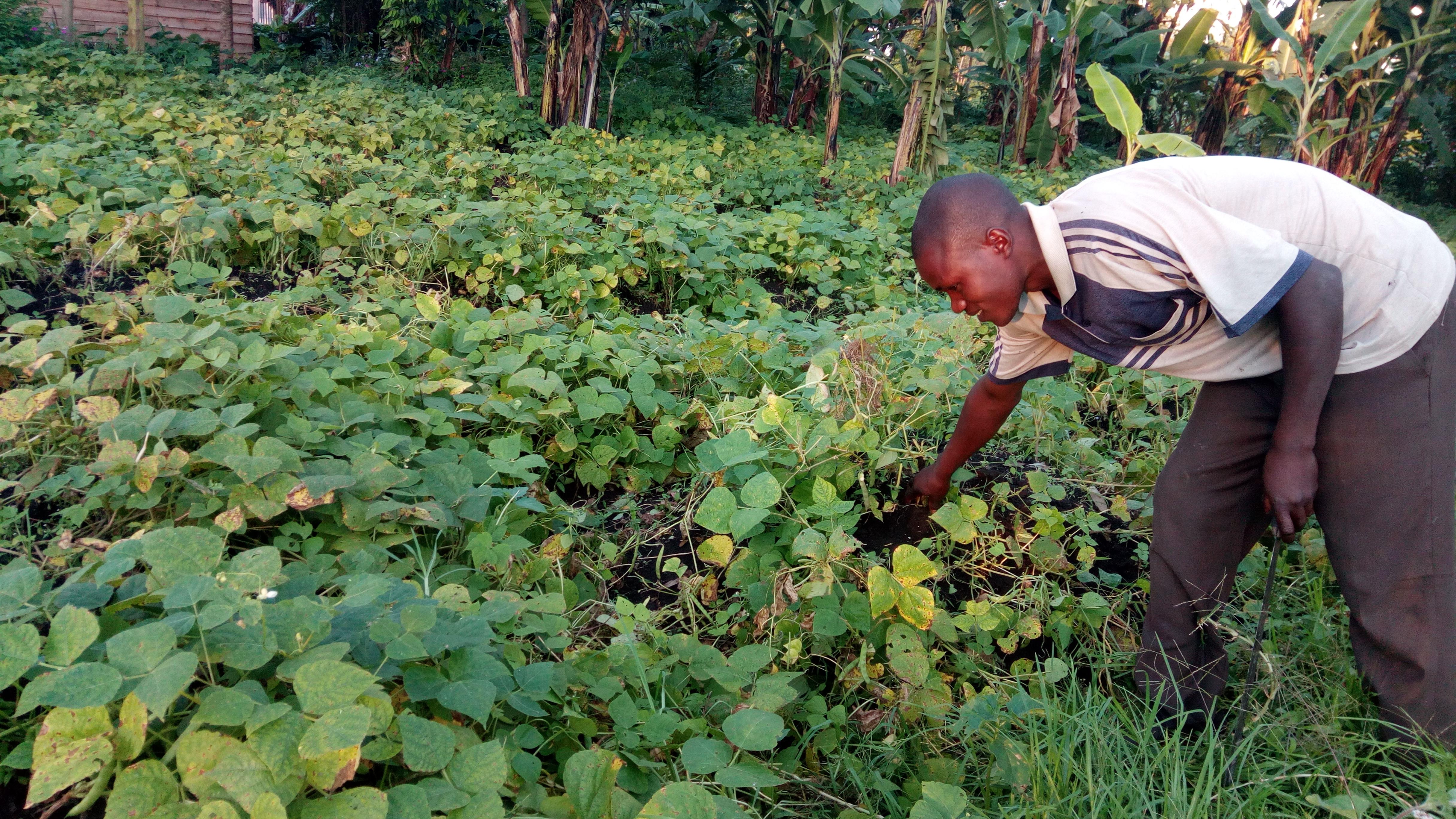RDC: des haricots pour la survie familiale
