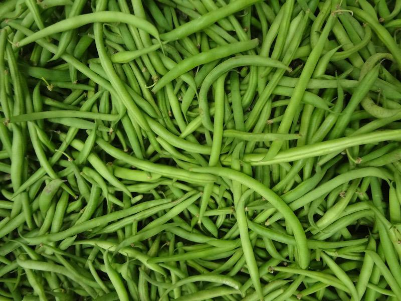 La culture du haricot permet de lutter contre les mauvaises herbes dans les potagers