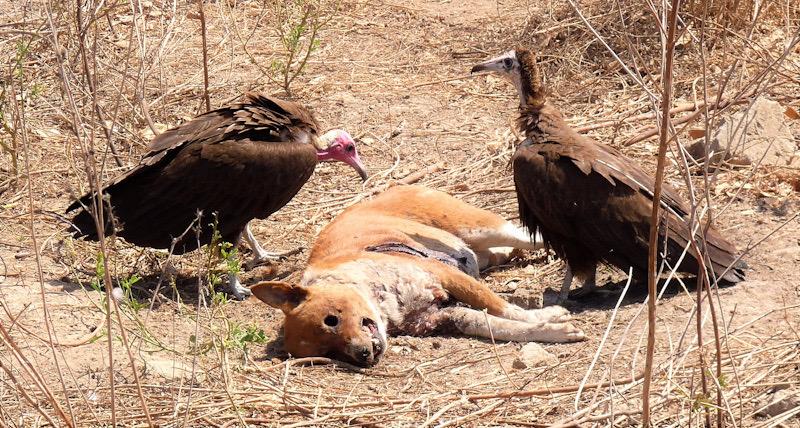 « Ils ont diminué en masse » : au Cameroun, la course contre la montre pour sauver les vautours en danger d’extinction