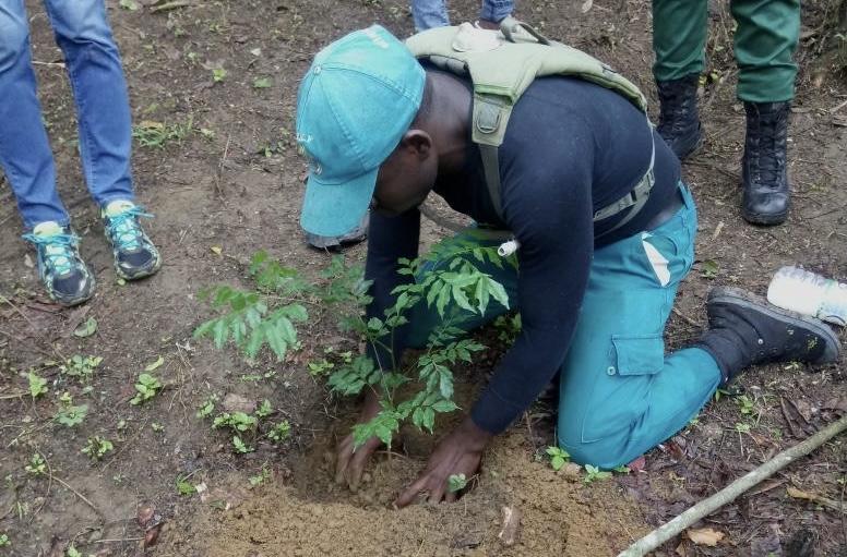 Cameroun : le reboisement pour lutter contre le changement climatique