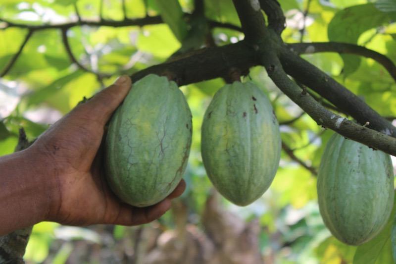 La culture du cacao peut-elle réduire la pauvreté au Cameroun ?
