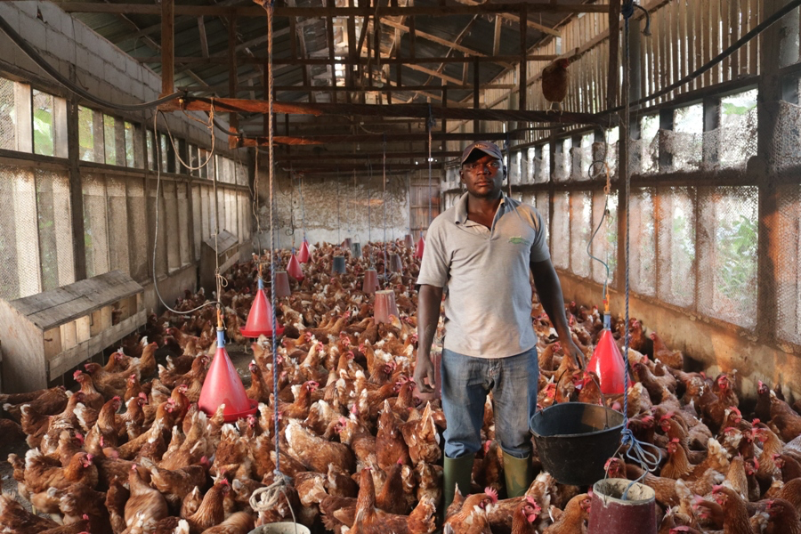 Cameroun: « Je suis passé de 1 000 à 4 000 poules pondeuses »
