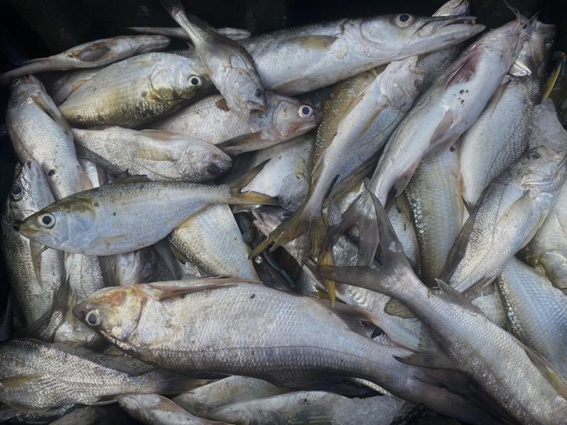 Les importations des poissons, huiles brutes et raffinées en hausse au Cameroun 