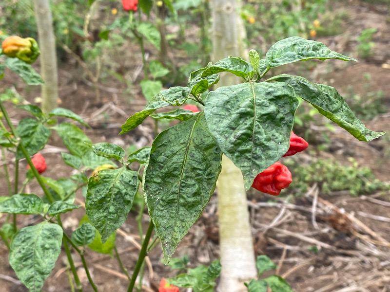 Au Cameroun, les mauvaises pratiques post-récolte constituent un frein à la productivité des agriculteurs dans la production maraîchère
