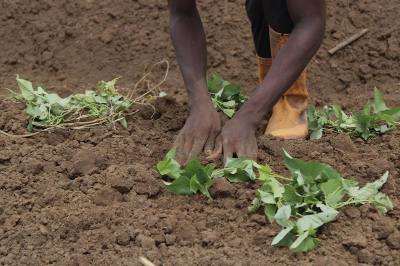 En agriculture, il faut « commencer doucement »