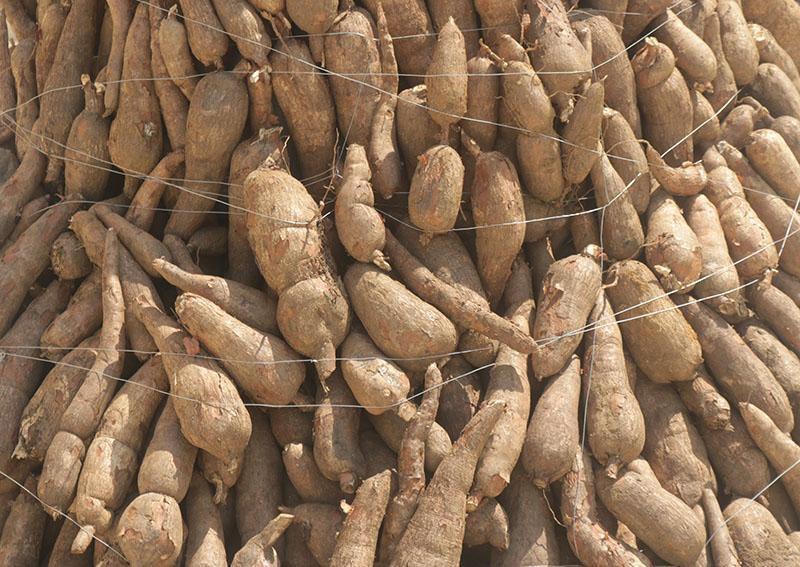 Améliorer la qualité des semences de manioc peut contribuer à réduire la pauvreté au Cameroun